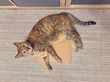 Kedi yerde yatıyor..