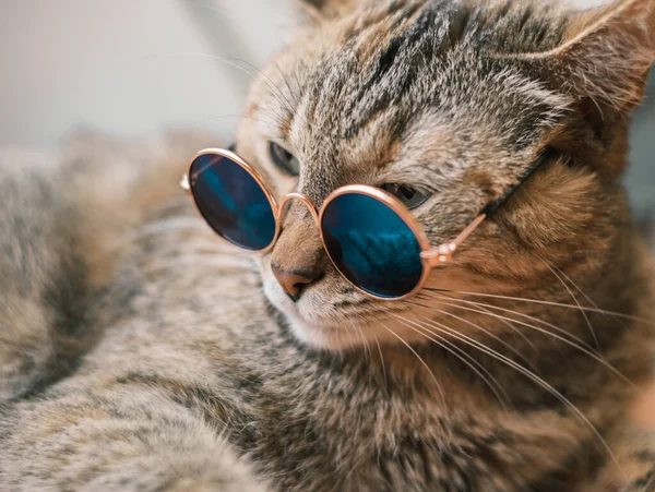 Gato se acuesta con gafas. — Foto de Stock