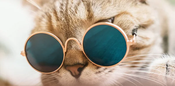 Gato en gafas azules. — Foto de Stock