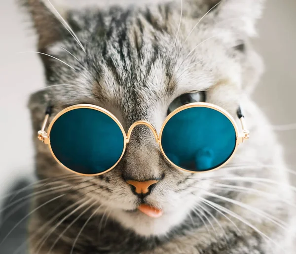 Gato con gafas muestra lengua. — Foto de Stock