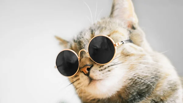 Gato en gafas de sol redondas. — Foto de Stock