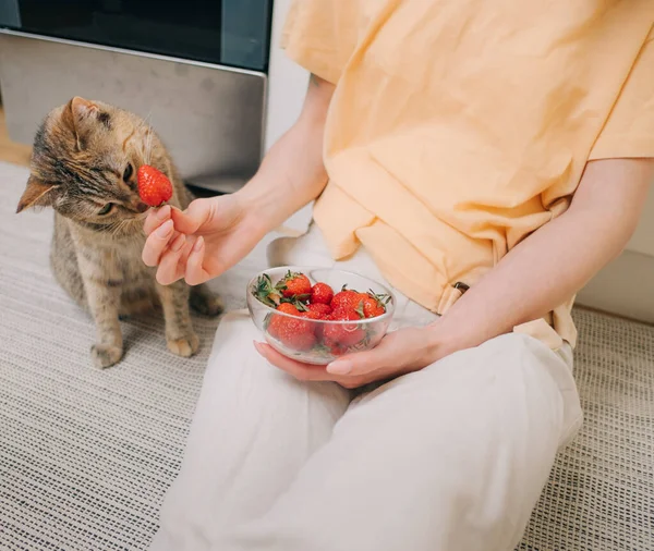 素食猫对成熟美味的草莓感兴趣. — 图库照片