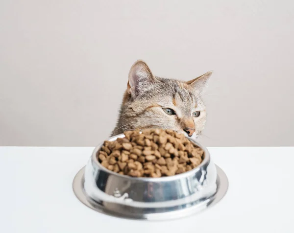 Gestreifte Katze vor dem Küchentisch, die auf Futter wartet. — Stockfoto