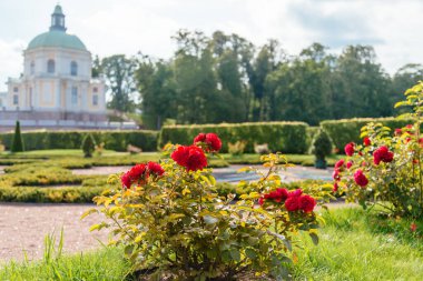 Oranienbaum sarayının ve parkın alt bahçesinde çiçekler..