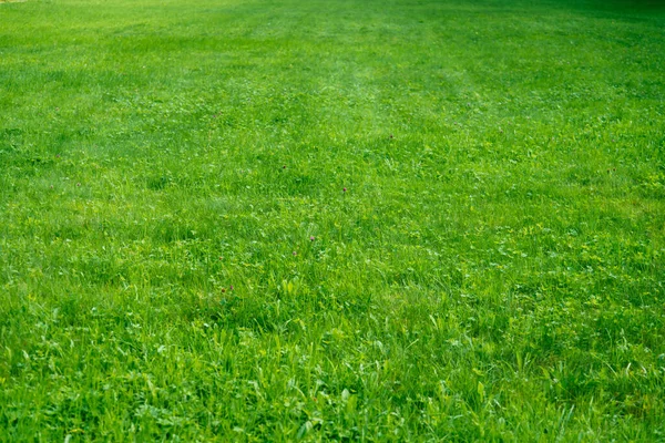 Het gazon in het park. — Stockfoto