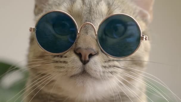 Chat se trouve avec des lunettes. — Video