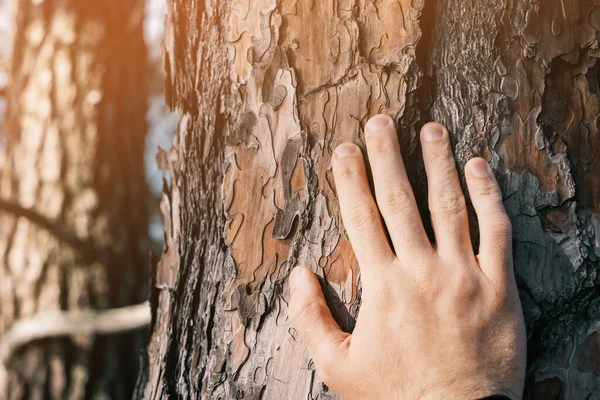 夏季森林中的雄性手触摸树干. — 图库照片