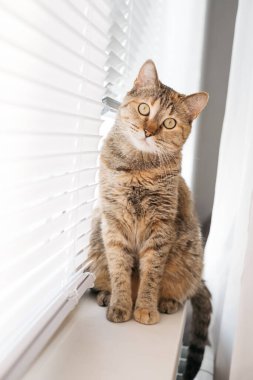 Kedi oturur ve merakla kameraya bakar..