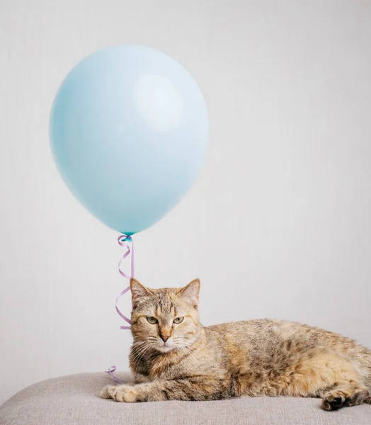 Gato de jengibre doméstico se encuentra junto a un globo azul en un sofá. — Foto de Stock