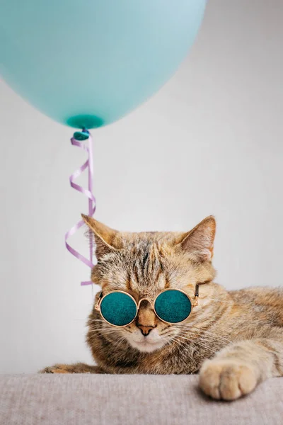 Retrato de um gato com óculos durante as férias com um balão. — Fotografia de Stock