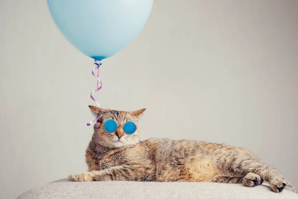 Gato de gengibre em óculos de sol na moda deitado ao lado de um balão azul em um sofá. — Fotografia de Stock