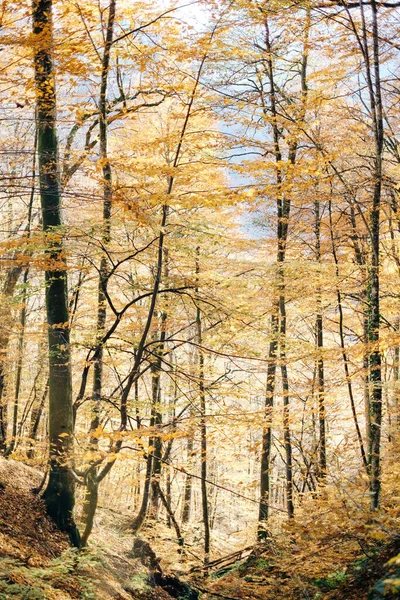 Verschiedene Bäume mit Herbstlaub. — Stockfoto