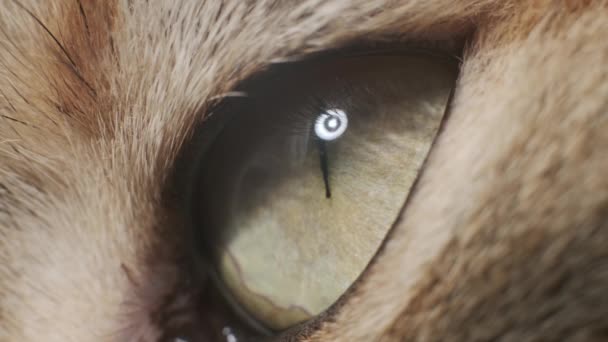 Крупный план кошачьего глаза. — стоковое видео