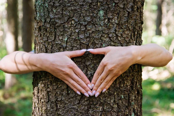 Ruce dělá srdce ve tvaru gesto na kmeni v letním lese. — Stock fotografie