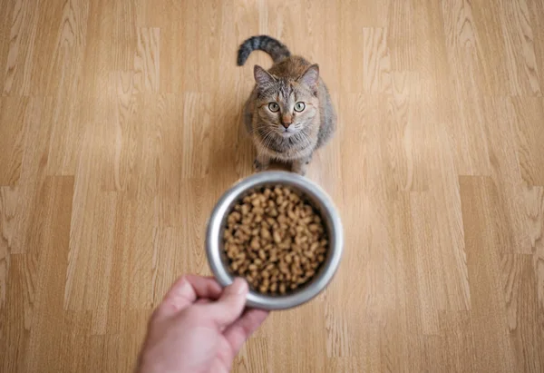 Pisica așteaptă să fie hrănită . — Fotografie, imagine de stoc