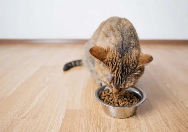 Hungrige Katze frisst Trockenfutter von einem Eisenteller. — Stockfoto