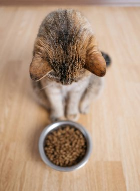 Kedi ilginç bir şekilde kasesine bakıyor..