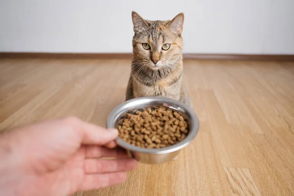 Mâna masculină cu mâncare uscată. Pisica așteaptă să fie hrănită . — Fotografie, imagine de stoc