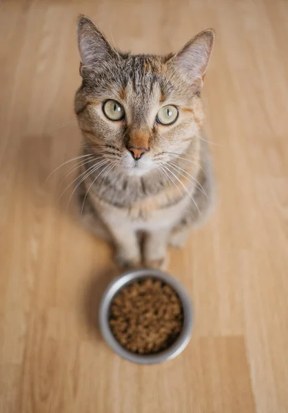 Close-up on the face of a cat that sits near a bowl. — Stock Photo, Image