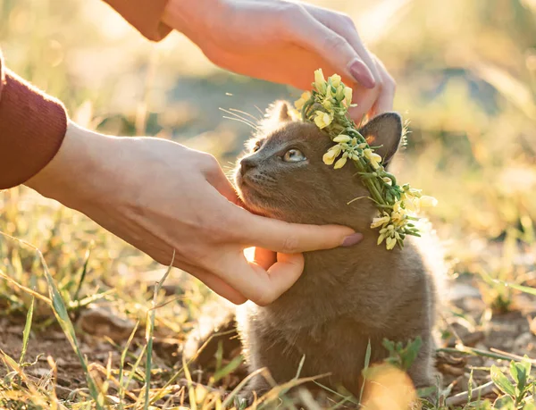 Kvinna sätter på en kattunge krans av blommor. — Stockfoto