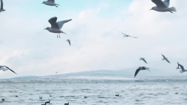 Un troupeau de mouettes vole près du rivage sur fond de ciel bleu. — Video