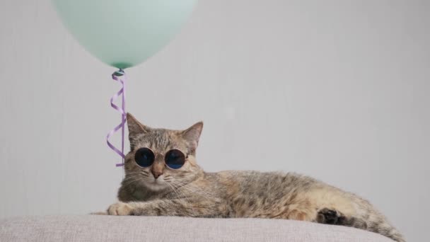 Chat roux dans des lunettes de soleil tendance couché à côté d'un ballon bleu sur un canapé. — Video