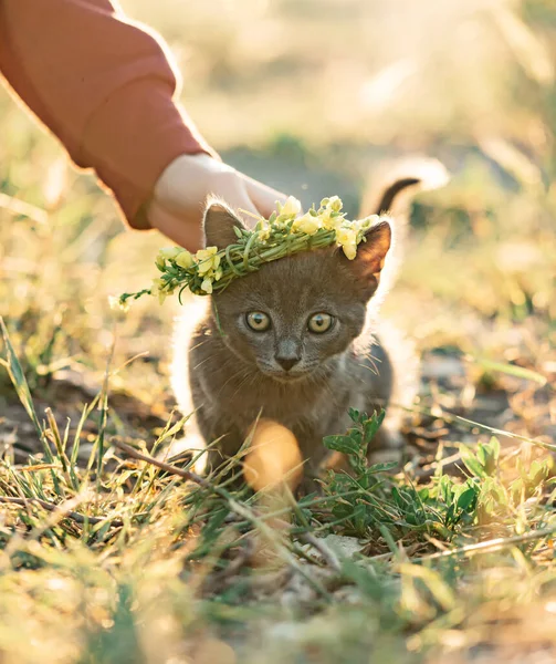 Donna che accarezza un gattino nella natura mentre cammina. — Foto Stock