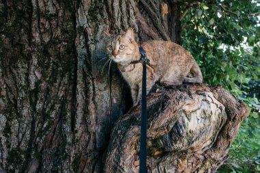 Tasmalı kedi ağaca tırmanır..