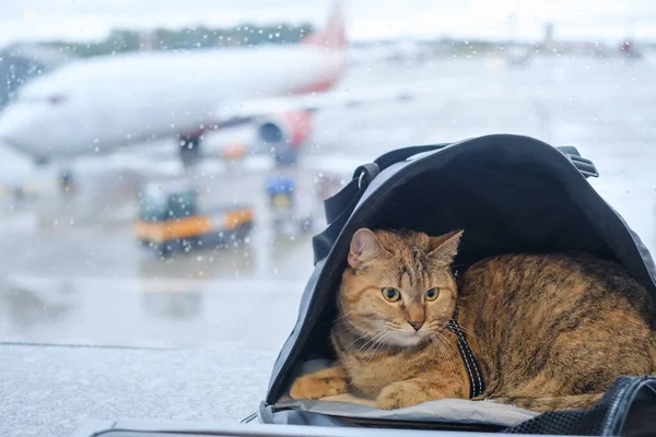 Кіт сидить у носії на підвіконні в аеропорту . — стокове фото