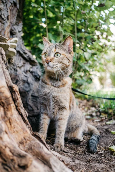 Cat in a collar on a leash sits in the park while walking. — Stock Photo, Image