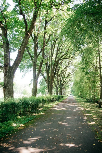 Schattiger Fußweg zwischen Bäumen. — Stockfoto