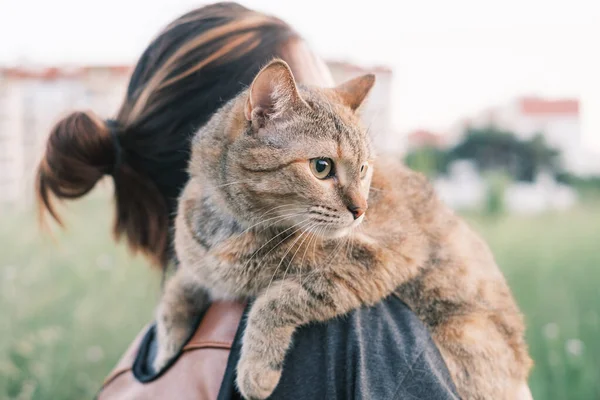 Кіт сидить на плечі жінки на прогулянці . — стокове фото