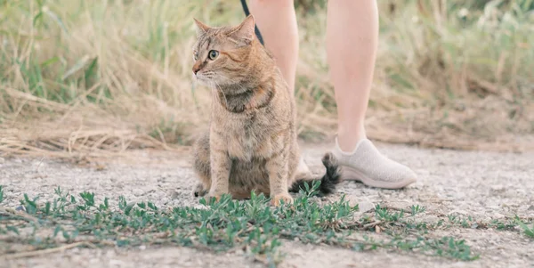 Kvinna promenader med en ingefära katt i koppel utomhus. — Stockfoto