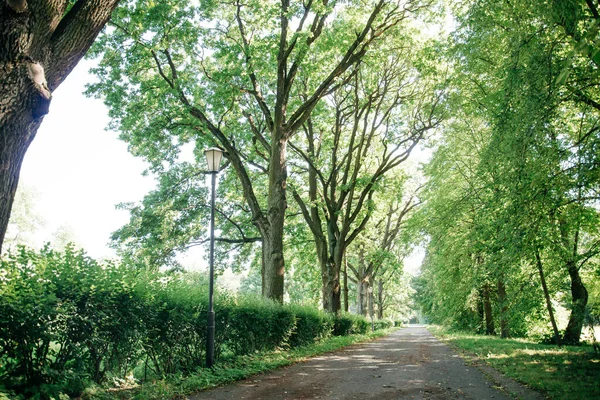 Schattiger Fußweg im Sommerpark. — Stockfoto