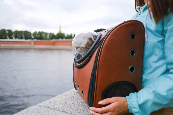 Domestic cat traveler in a backpack on the background of the embankment. — Stock Photo, Image