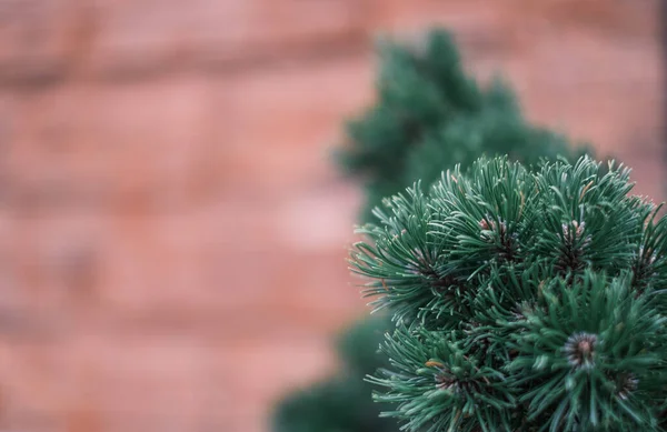 Gros plan des branches de sapin résineux. — Photo