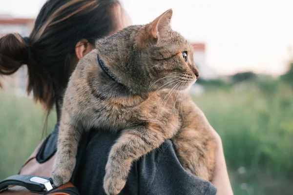 Ciekawy kot siedzi na ramieniu kobiety na świeżym powietrzu. — Zdjęcie stockowe