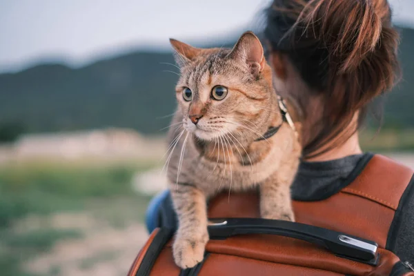 Woman walking with cat on her shoulder in the park. — Stock Photo, Image