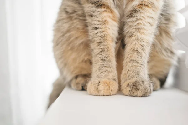 El gato está sentado en el alféizar de la ventana. Primer plano de las patas de un animal. — Foto de Stock