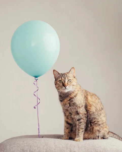 Die Katze blickt neugierig in die Kamera neben einer bunten Kugel. — Stockfoto