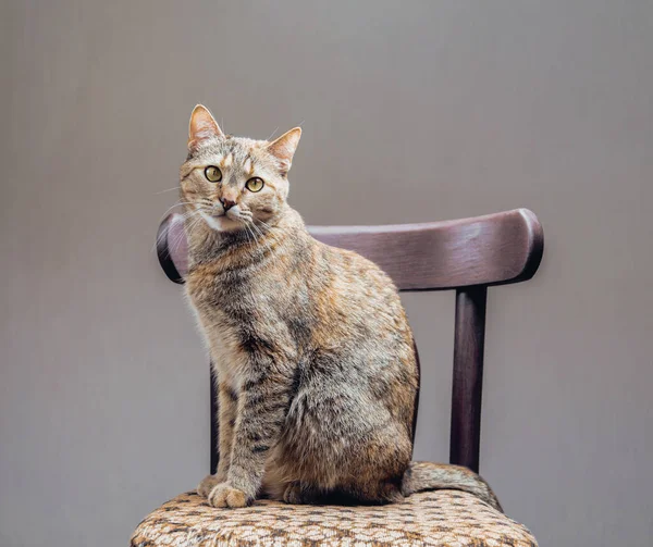 Lindo jengibre gato sentado en silla. — Foto de Stock