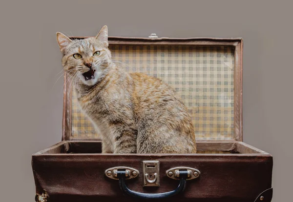 Rolig ingefära katt sitter i vintage resväska. — Stockfoto