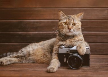 Profesyonel fotoğrafçı imajındaki kedi tahta bir arka planda dinleniyor..