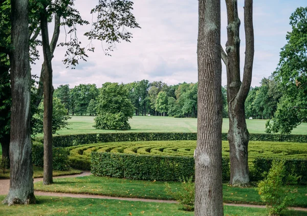 Laberinto de arbustos verdes circulares en el parque de verano. —  Fotos de Stock