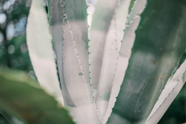 Detailní záběr aloe listů. — Stock fotografie