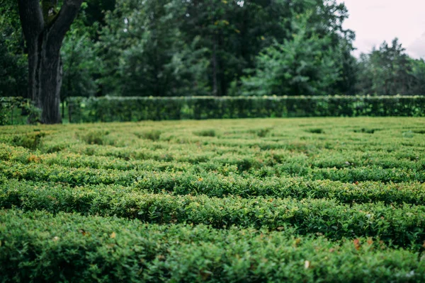 Laberinto de arbustos verdes en el parque de verano. —  Fotos de Stock