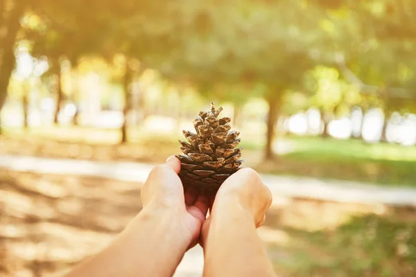 Vrouwelijke hand met fir-conus — Stockfoto