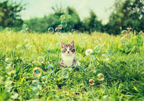 Kitten among soap bubbles — Stock Photo, Image