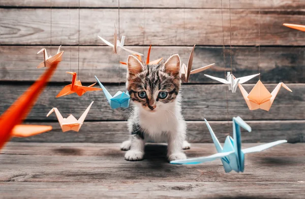 Kitten with colorful origami cranes — Stock Photo, Image