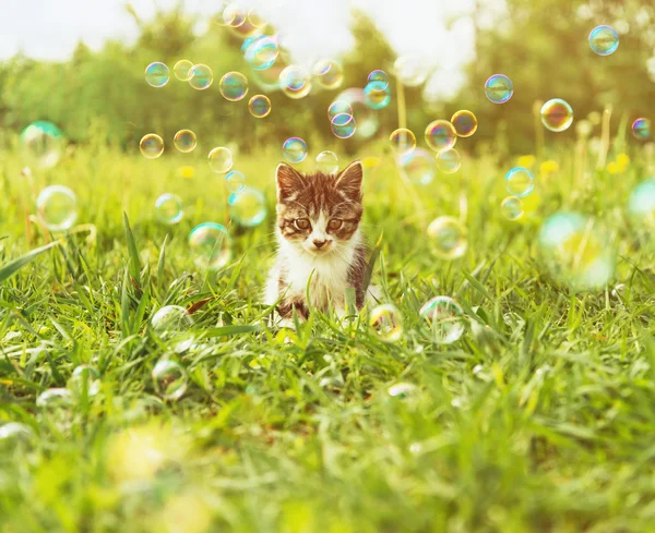 Pequeno gatinho com bolhas de sabão — Fotografia de Stock